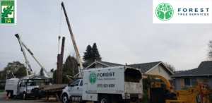 Residential Tree Removal From Forest Tree Services