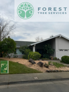 Forest Tree Service Residential Tree Care