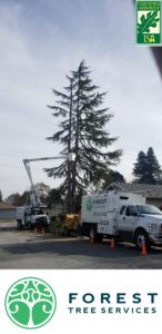 Residential tree services in Santa Rosa