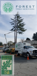 Tree Removal by Forest Tree Services, certified Arborist