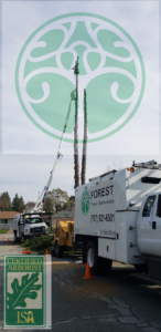 Tree Removal by Forest Tree Services