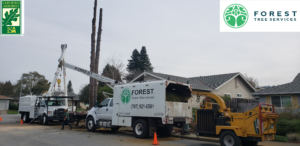 Forest Tree Services Work vehicles