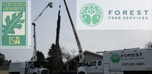 Forest Tree Service Crew performing residential tree services