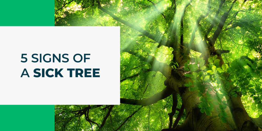 5 signs of a sick tree