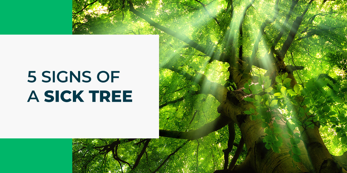 5 Signs Of A Sick Tree Forest Tree Services 