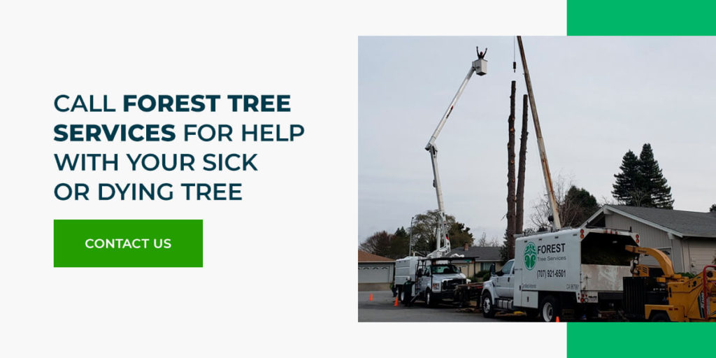 Call Forest Tree Services for help with sick or dying trees