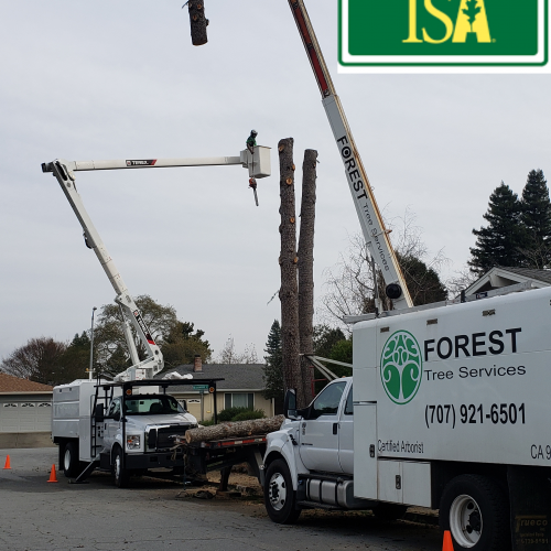 Tree Removal & Tree cutting services from Forest Tree Services
