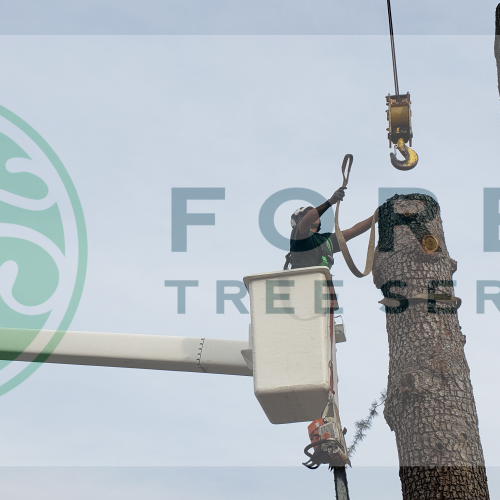 Santa Rosa Tree Removal from Forest Tree Services