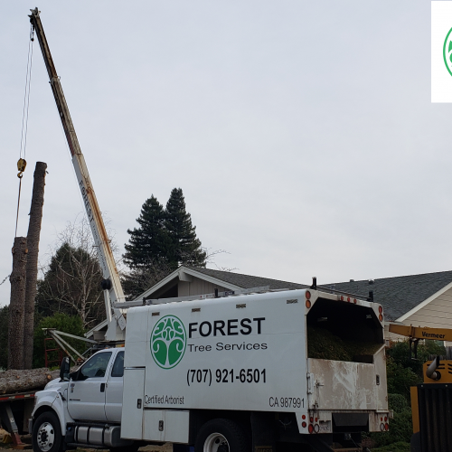Residential Tree Removal From Forest Tree Services