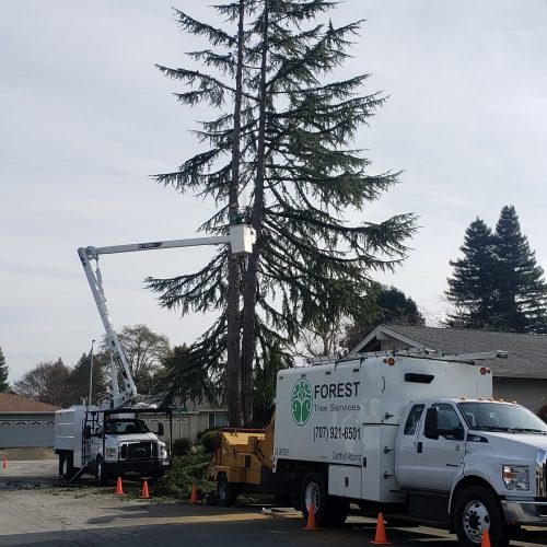 Tree Services in Santa Rosa